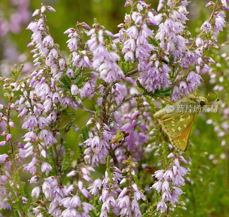 银斑Skipper Butterfly(橙皮蝶，逗号)